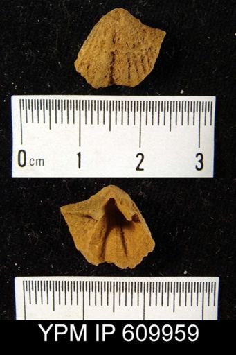 Spirifer sp.