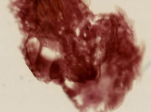 Sarcotragus fasciculatus