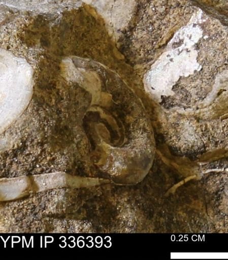 undet. Ammonoidea
