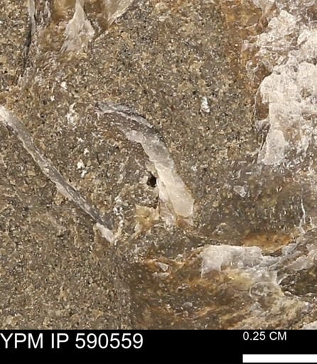 Ostreacea