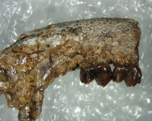 Bisonalveus holtzmani