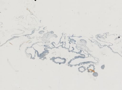Astrangia poculata