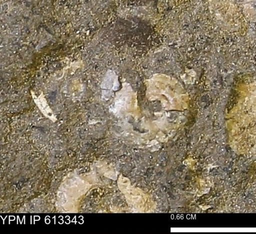 Scaphites sp.