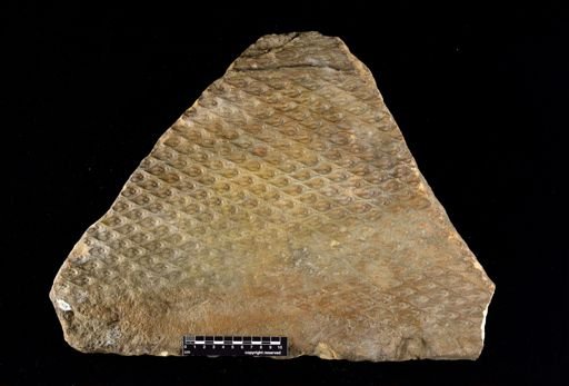 Lepidodendron sp.