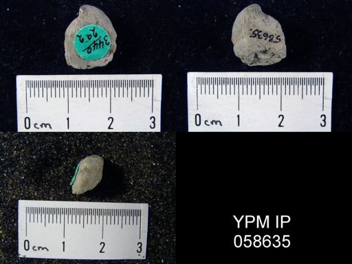 Rhynchospira formosa