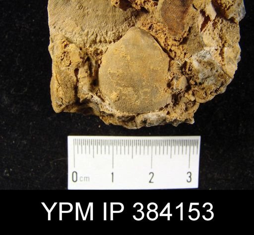 Meristella lentiformis