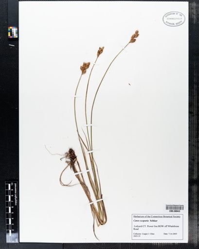 Carex scoparia