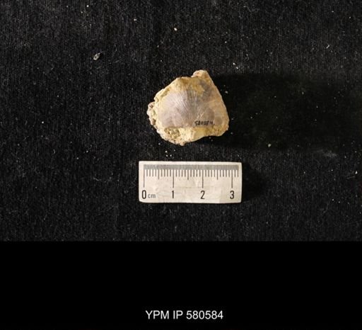 Strophomena sp.