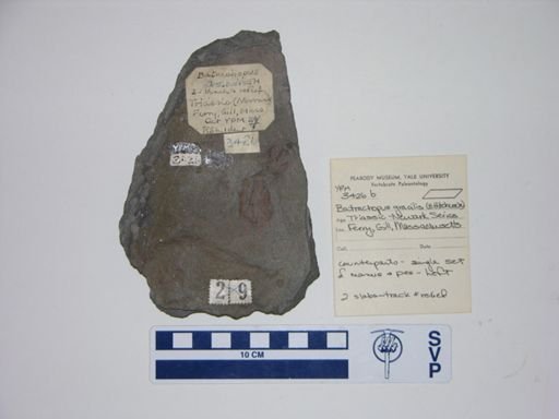 Batrachopus gracilis