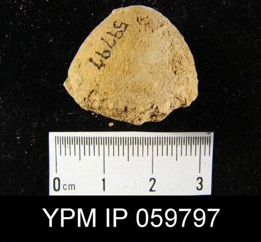 Lissopleura sp.