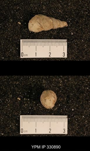 Meekospira peracuta choctawensis
