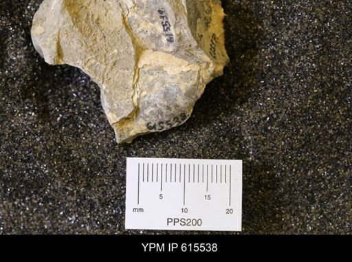 Inoceramus sp.