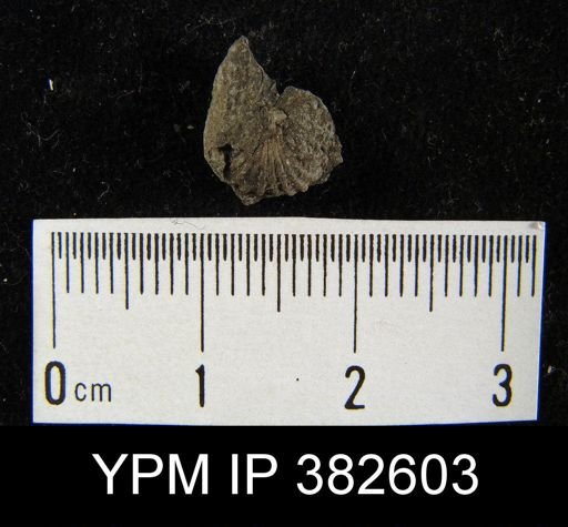 Hustedia mormoni