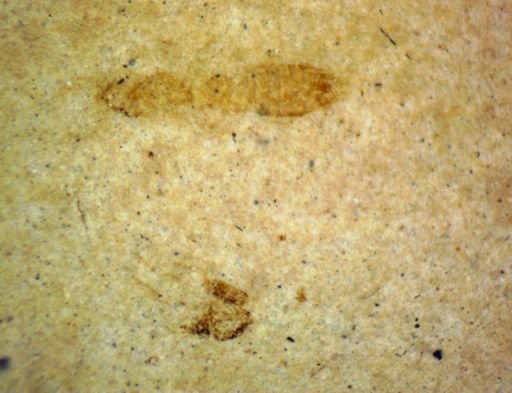 undet. Hexapoda
