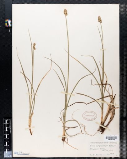 Carex muehlenbergii