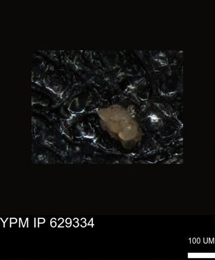 undet. Foraminiferida