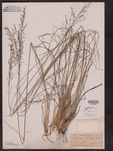Sporobolus heterolepis