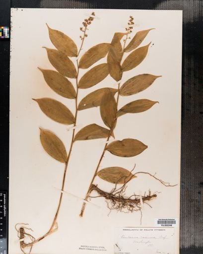 Maianthemum
