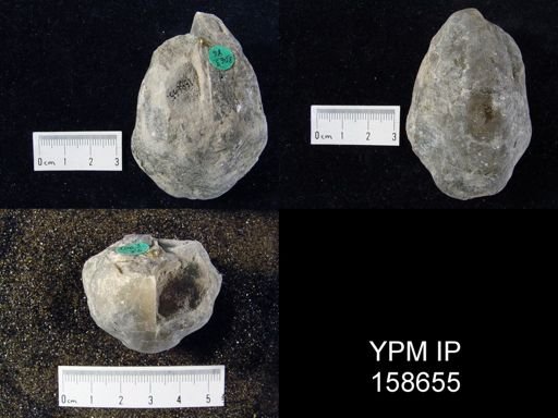Pentamerus oblongus