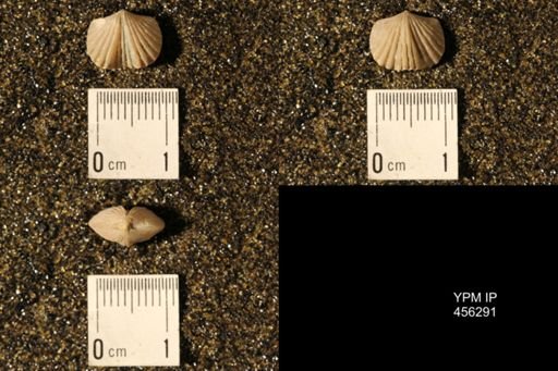 Platystrophia biforata