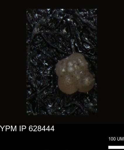 undet. Foraminiferida