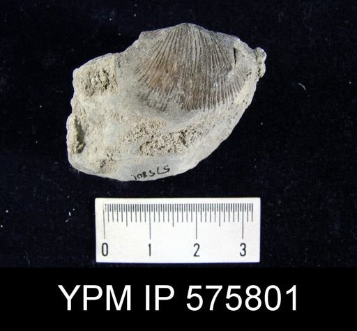 Hebertella sinuata