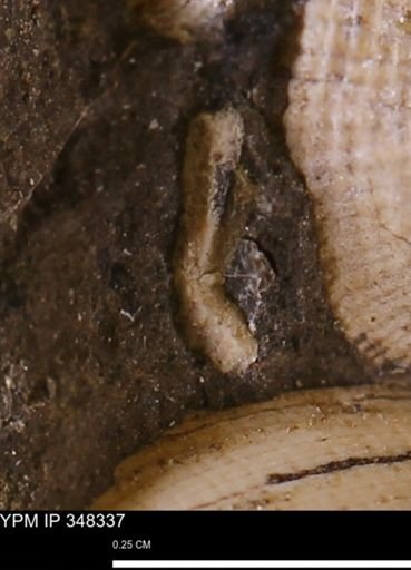 undet. Mollusca
