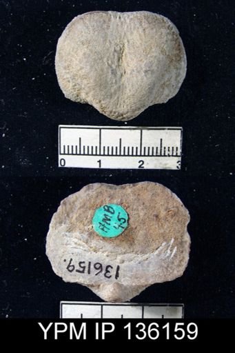 Productus (Waagenoconcha) abichi