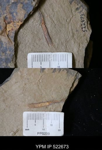 undet. Annelida