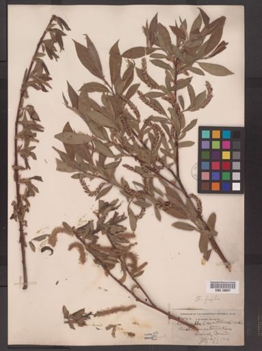 Salix fragilis