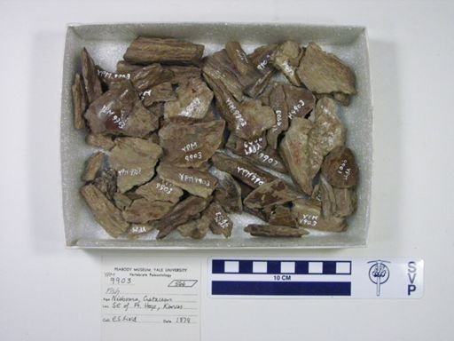 undet. Actinopterygii