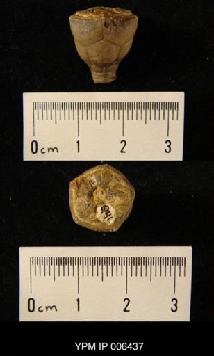 Cupressocrinites gracilis