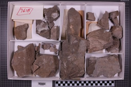 mixed taxa, stratigraphic collection