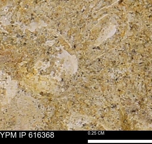 Protocardia subquadrata