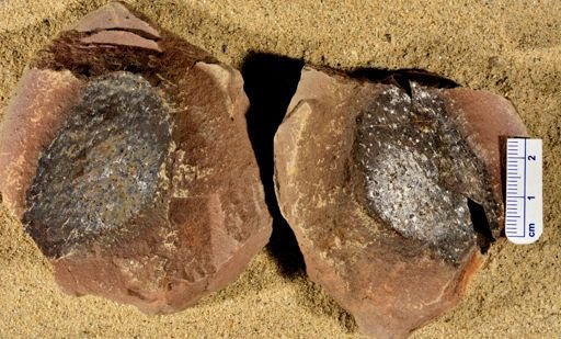 Stigmaria sp.