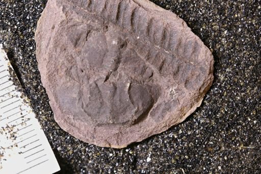 Euproops danae