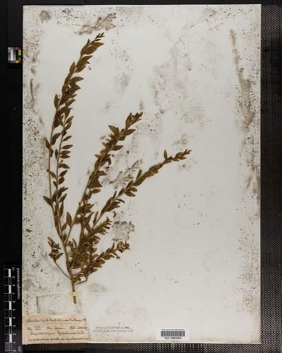 Plantae