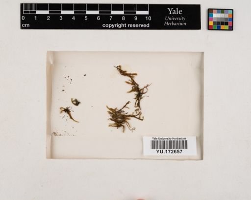 Plantae