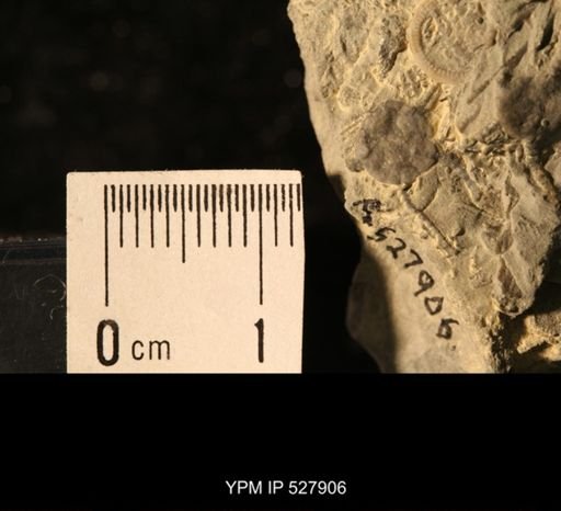 Aganaster gregarius