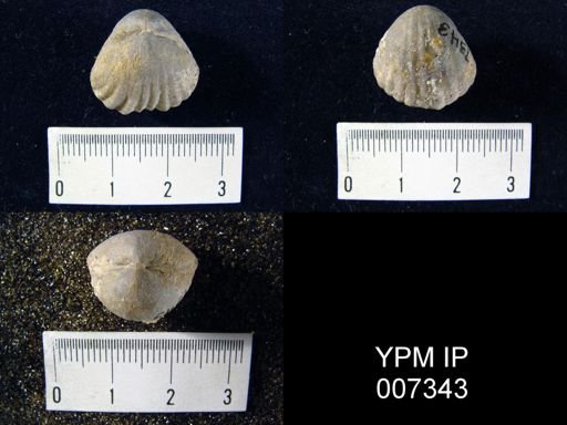 Gypidula roemeri