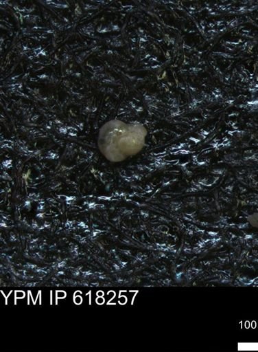 undet. Foraminiferida