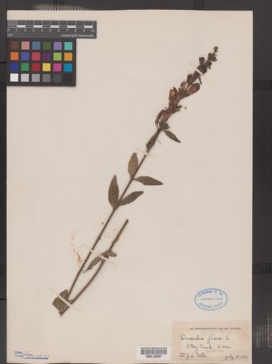 Aureolaria flava
