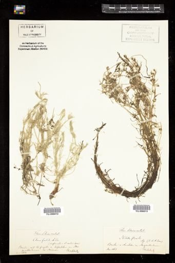 Nitella flexilis