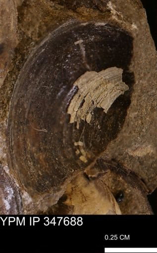 undet. Bivalvia