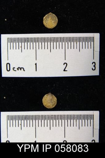 Anoplotheca concava