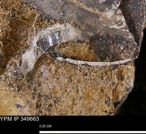 undet. Mollusca