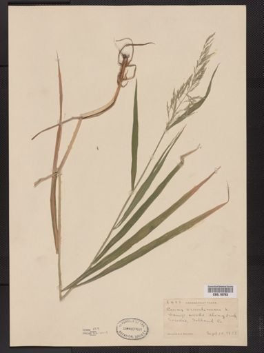 Cinna arundinacea