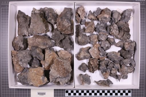 mixed taxa, stratigraphic collection