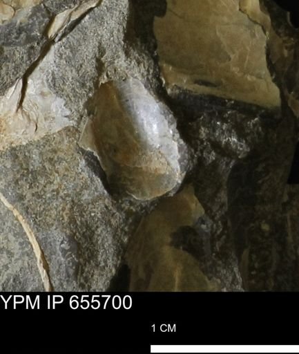 Pseudoptera?