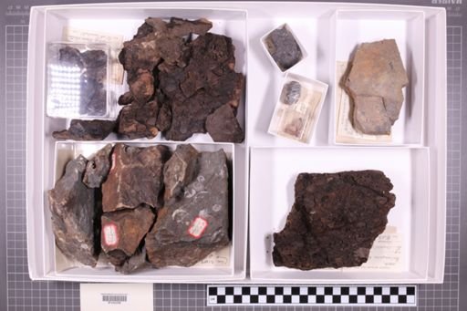 mixed taxa, stratigraphic collection